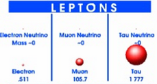 Leptons.png 